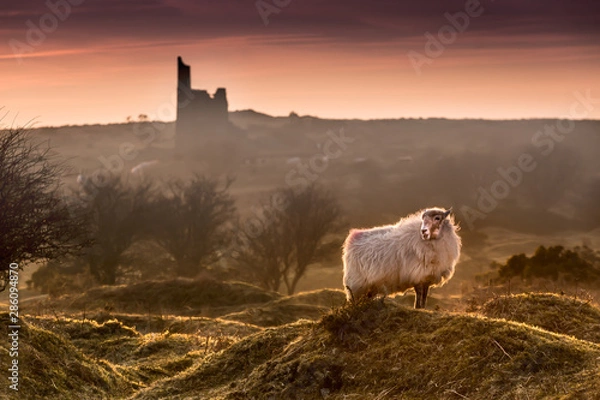 Fototapeta Late Evening Highlights, with backlit handsome sheep on Bodmin Moor in Cornwall