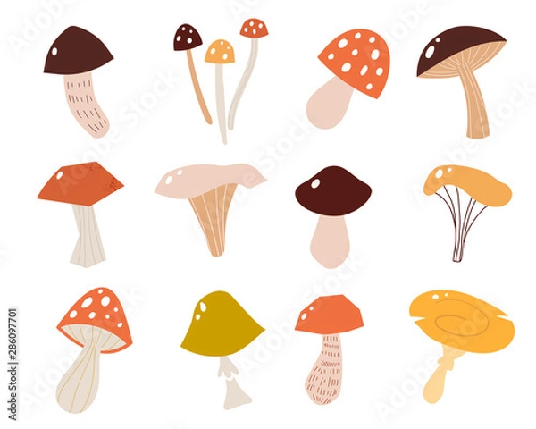 Fototapeta Set of mushrooms in a flat style. Vector illustration of different types of mushrooms.