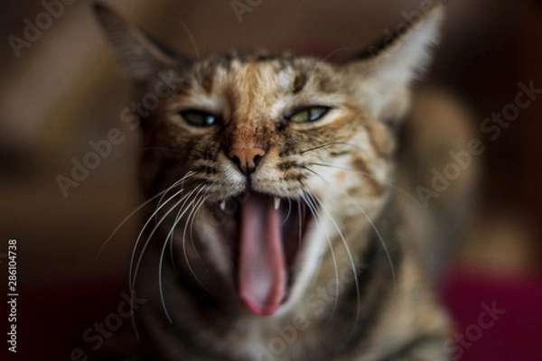 Fototapeta angry cat