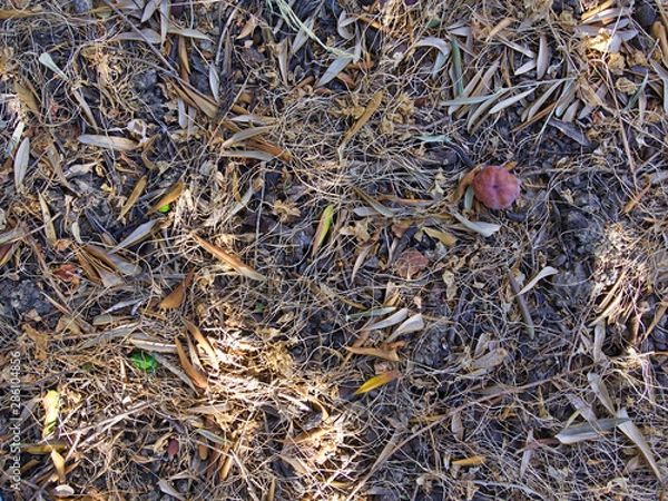 Fototapeta Fallen leaves under trees, ground close up.