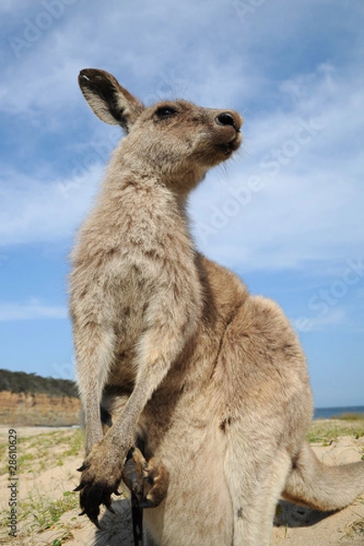 Obraz Wallaby_02