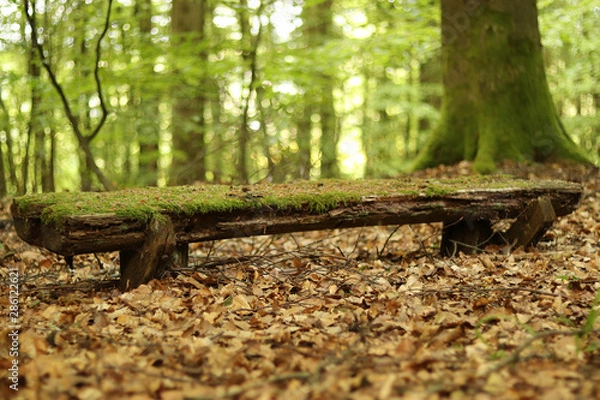 Fototapeta Old mossy wooden bench in the forrest with leaves on the ground