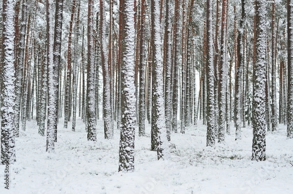 Obraz frozen forest in winter