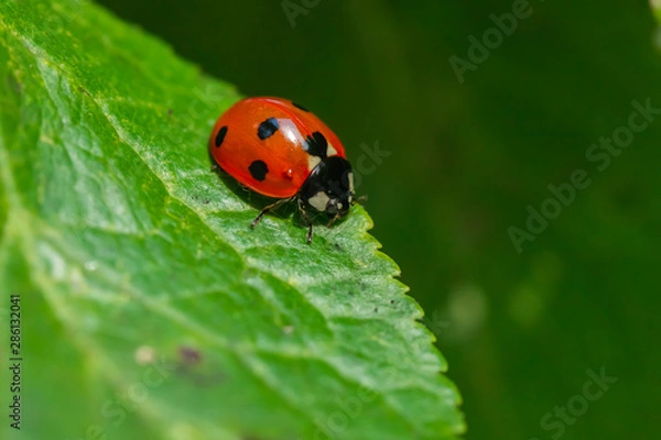 Obraz Red ladybug on a green leaf in the garden