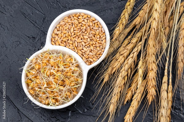 Fototapeta Dry and sprouted wheat grains in a white plate on a dark gray background with ears of wheat. Organic grains good for salads, healthy food. Close-up
