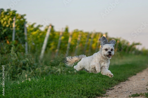 Fototapeta Small Shih Tzu in Playing in the vineyards