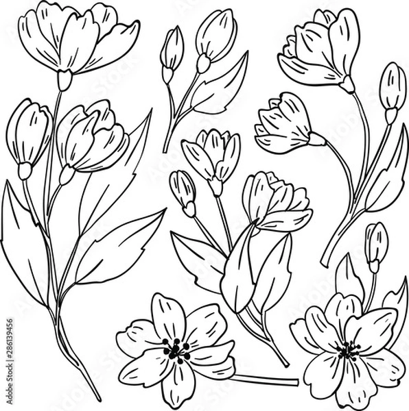 Fototapeta Vector contour illustration with flowers and leaf on white background. Coloring book idea. Good for printing. Doodle style for postcard and logo design.