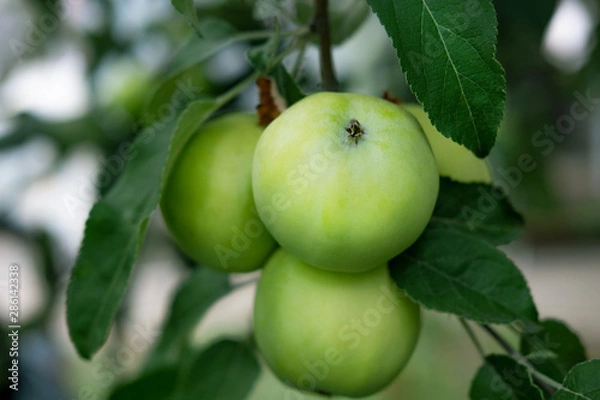 Fototapeta Fruits of green apples on tree branches close-up. Apples on the crests of a tree. Autumn fruit harvest in agriculture