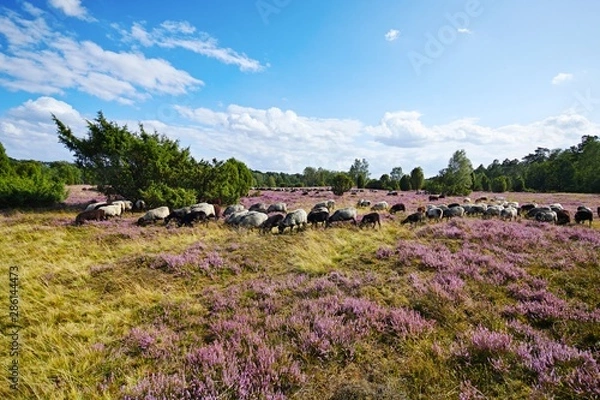 Fototapeta Heidschnucken in der Lüneburger Heide