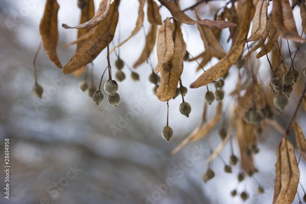 Fototapeta linden seeds