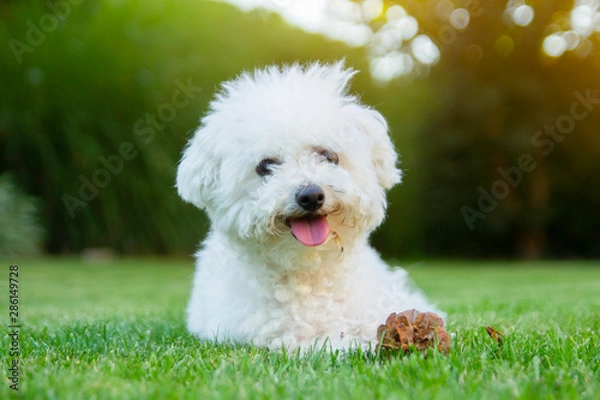 Obraz Bichon Frise pies leżący na trawie z wysuniętym językiem
