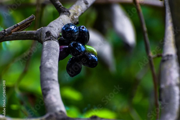 Obraz Black berry Jamun fruit