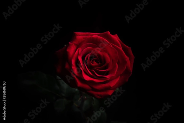Fototapeta red rose on black background