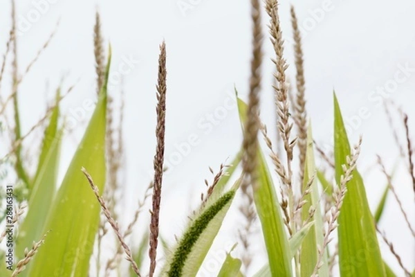 Obraz Nature corn tassle