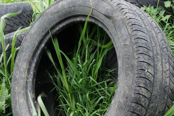 Obraz Tire in the grass