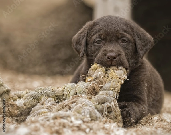 Obraz Dope With A Rope