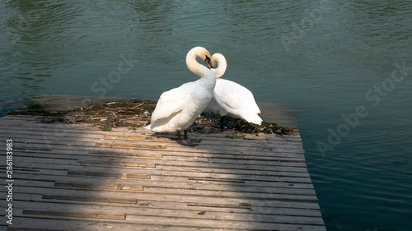 Obraz Two swans, their necks in heart shape
