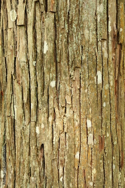 Obraz wood texture