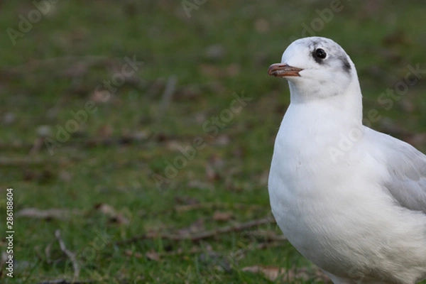 Fototapeta Seagull Looking Cute