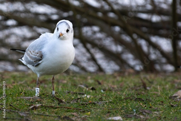 Fototapeta Gull Cute