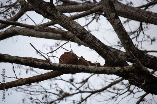 Obraz bird on branch