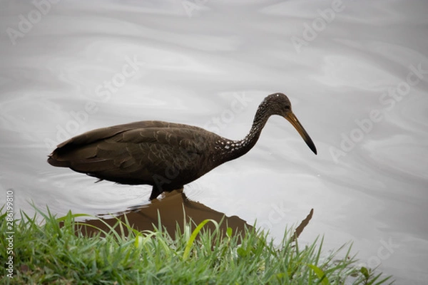 Obraz great blue heron