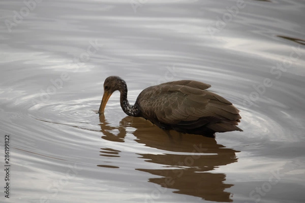 Obraz ducks in the lake