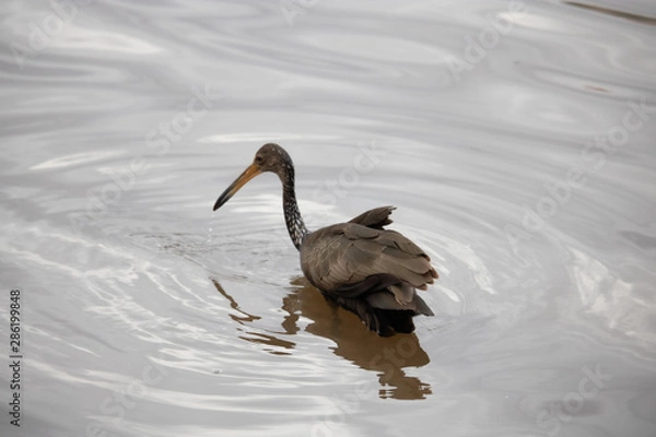 Obraz pelican in pond