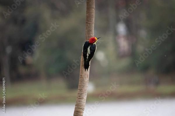 Obraz bird on a branch