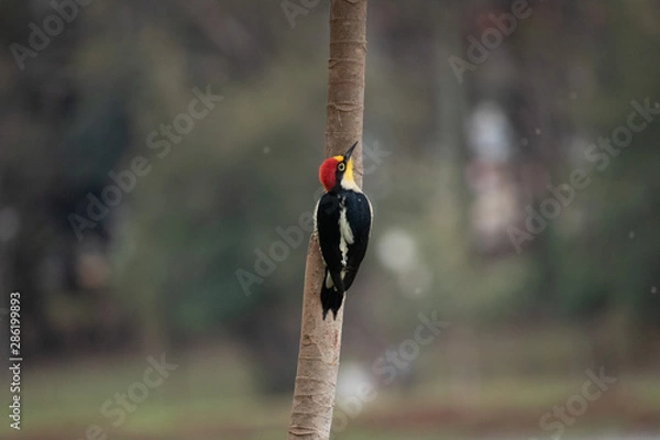 Obraz bird on branch