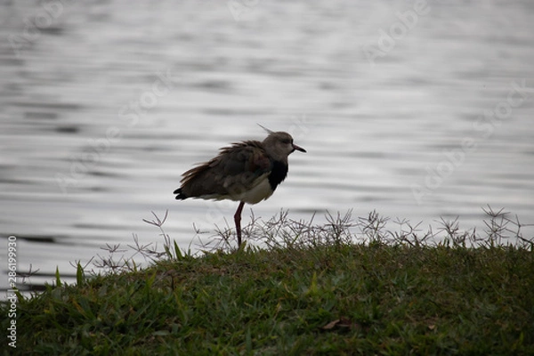 Obraz bird on the beach