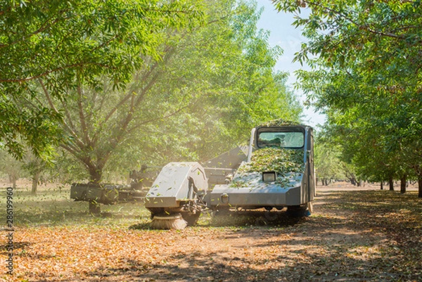 Obraz almond tree shaker shaking trees, leaves falling from trees being shaken, tree shaker during harvest season
