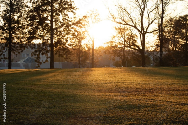 Obraz sunset in forest