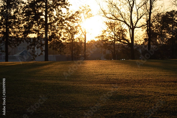 Obraz sunset in the forest