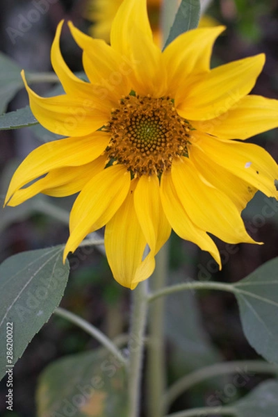 Obraz sunflower in garden