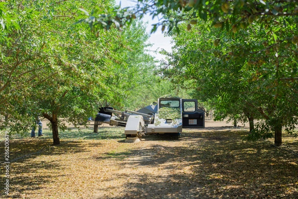 Obraz almond tree shaker shaking trees, leaves falling from trees being shaken, tree shaker during harvest season