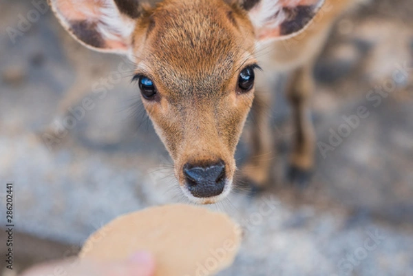 Obraz Baby spotted deer being fed a cracker, Nara Park, Japan