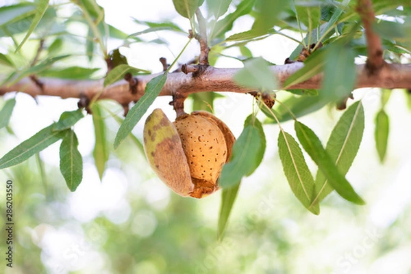 Obraz Almond on Branch, Hull Split Almond, Leaves, Almond Tree Branch