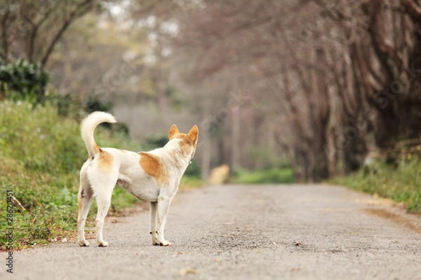 Obraz Waiting Lonely Dog