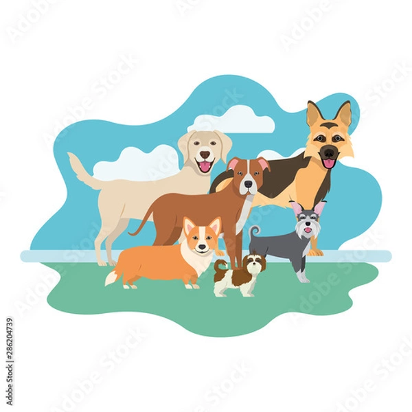 Obraz set of adorable dogs on white background