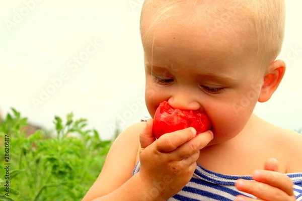 Fototapeta A red and ripe tomato is held in the hands of a little boy and bites him in a garden near tomato bushes, selective focus.