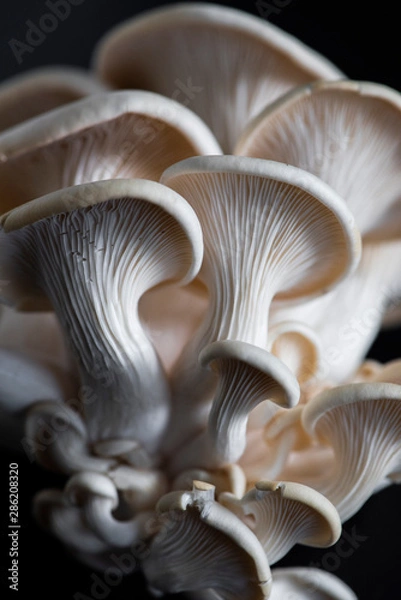 Obraz oyster mushroom on dark background, fresh mushroom, farmers market produce, organic produce