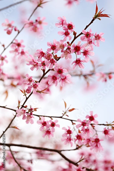 Obraz Pink Sakura Flowers