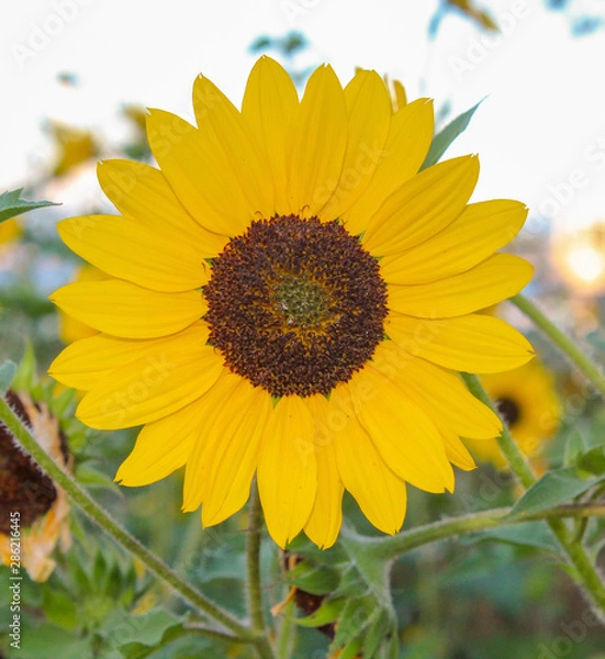Obraz Sunflowers in the field