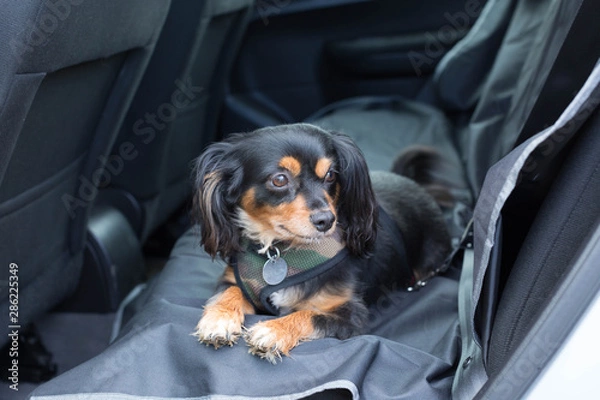 Fototapeta small dog secured in back seat of car ready to travel safely