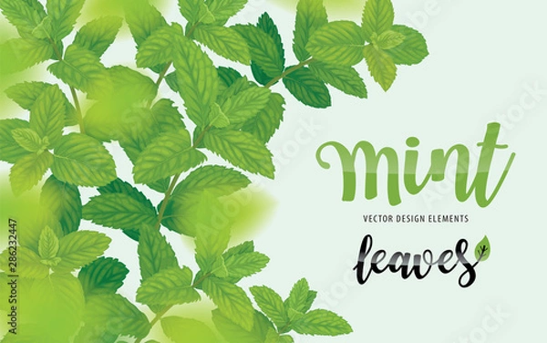 Fototapeta Green mint leaves on background template. Vector set of herbal element for advertising, packaging design, greeting card and fashion design.