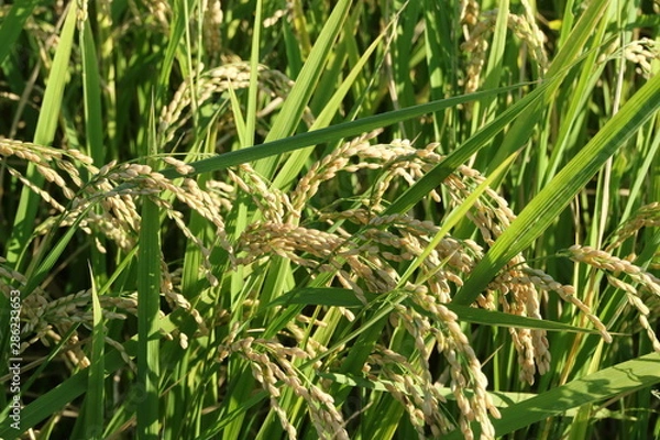 Fototapeta 収穫期の稲