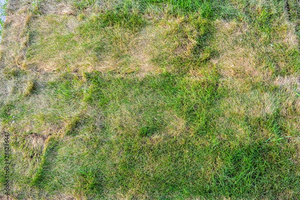 Fototapeta Texture of dying lawn with healthy green grass and dead dry grass