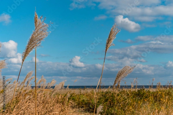 Obraz どこまでも青い空と海を背景に揺れる黄金色のススキ
