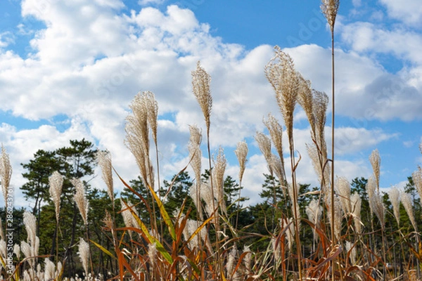 Obraz 青い空と白い雲、そして秋風に揺れるたくさんのススキ